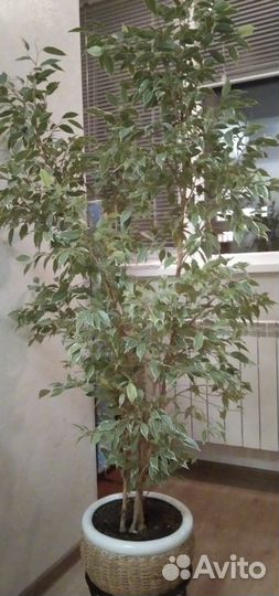 Фикус бенджамина