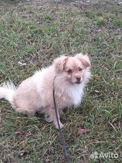 В добрые руки