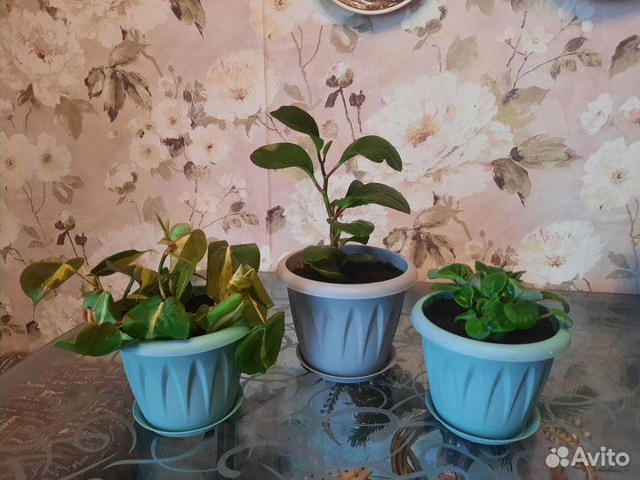 Ассорти комнатных цветов