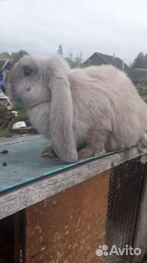 Кролик, бройлер, индоутка