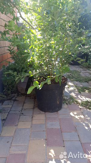 Черника голубика саженцы 3х летние