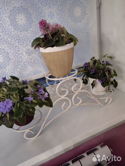 Комнатные цветы