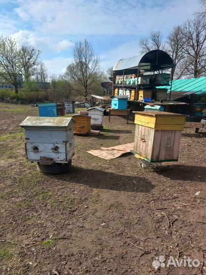 Продается пасека, ульи.рамки