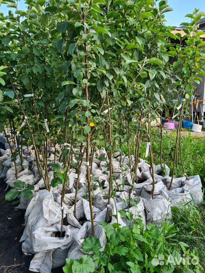 Яблоня августа