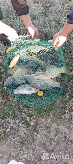 Карп живой горбатый