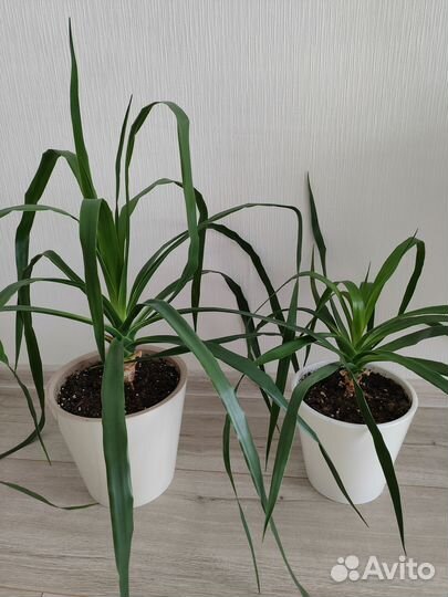 Комнатные растения цветы