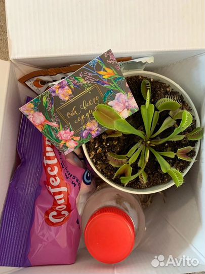 Подарочный набор с хищными растениями