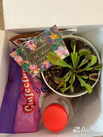 Подарочный набор с хищными растениями