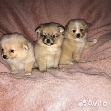 Щенки шпица