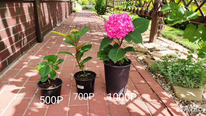 Гортензия Блум стар