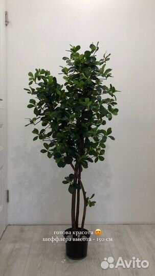 Шефлера искусственное растение
