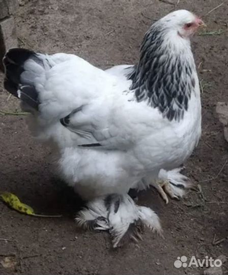 Семья кур Брама Колумбийская светлая