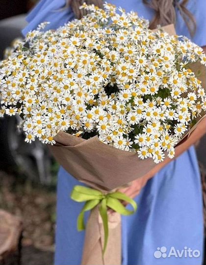 Цветы ромашки