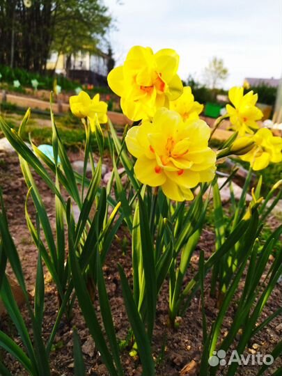 Луковицы нарциссов