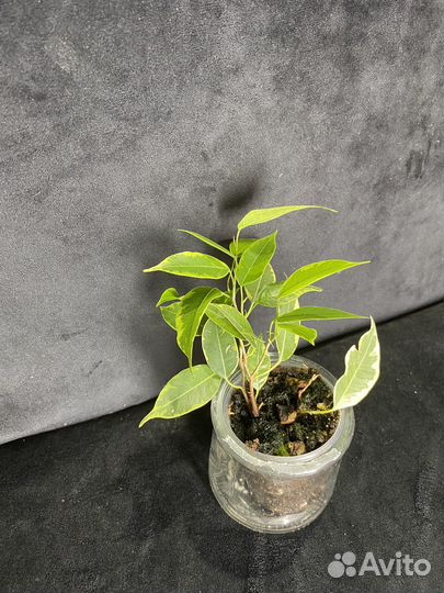 Фикус бенджамина