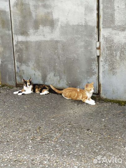 Котята в добрые руки бесплатно