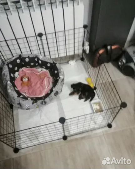 Вольер для собак