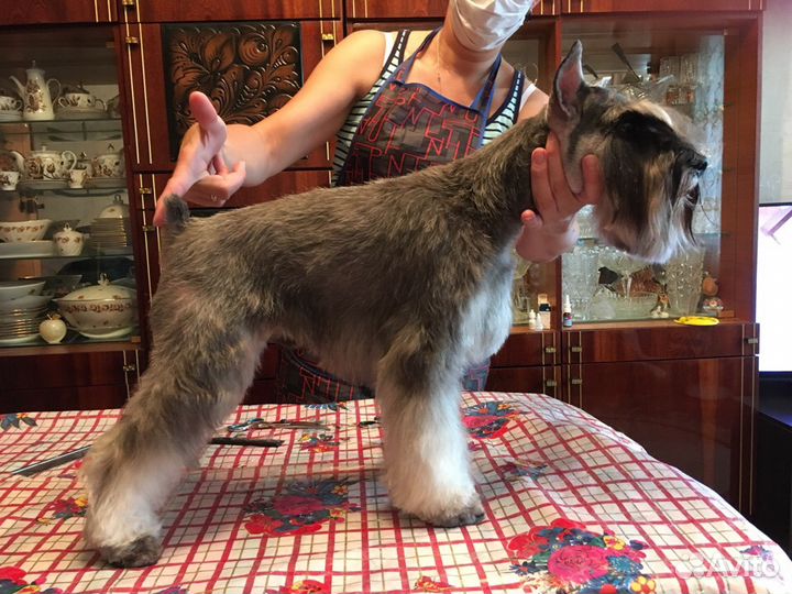 Стрижка собак и кошек