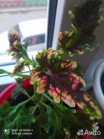 Комнатные цветы