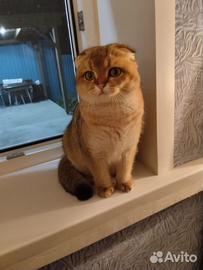 Шотландский вислоухий кот, золотая шиншилла