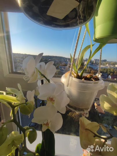 Орхидея фаленопсис и биг лип