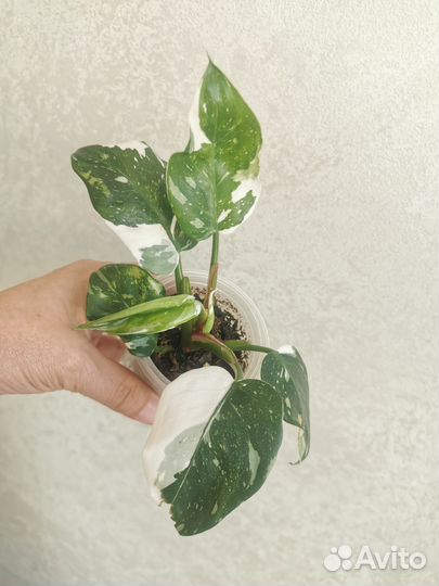 Филодендроны белая и розовая принцесса