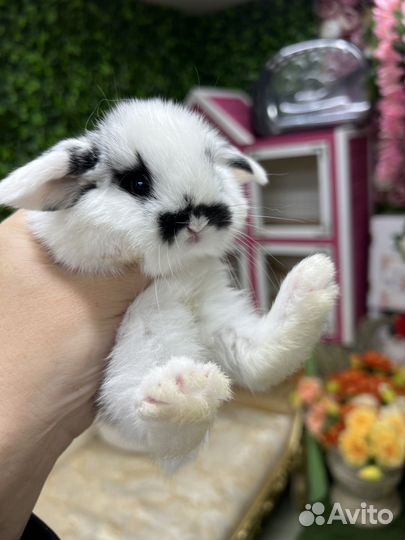 Кролики ручные