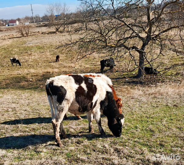 Коровы дойные, стельные и с телятами