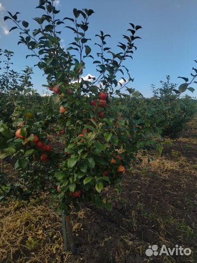 Яблоки оптом