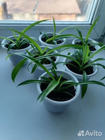 Хлорофитум