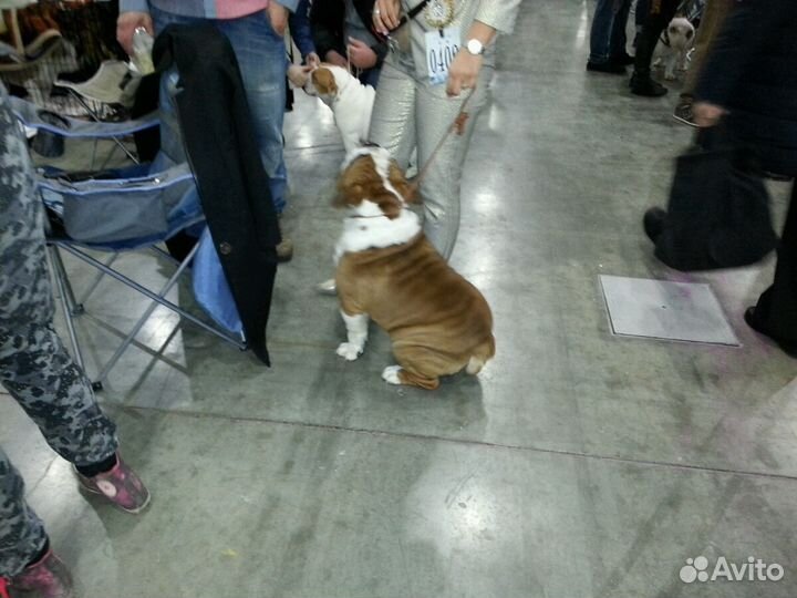 Выгуливать собак