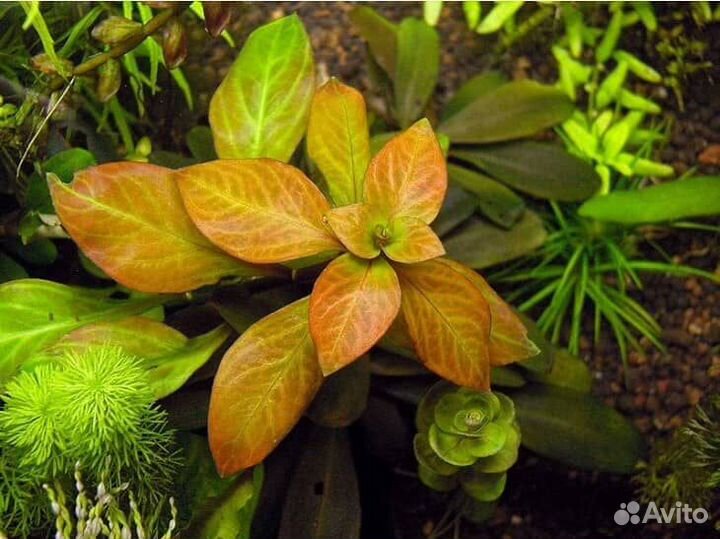 Аквариумные растения, отправлю в регионы