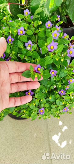 Экзакум (персидская фиалка)