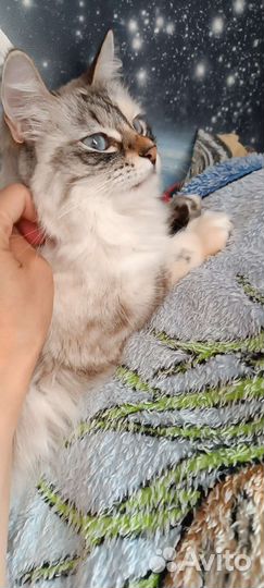 Кошка сама по себе