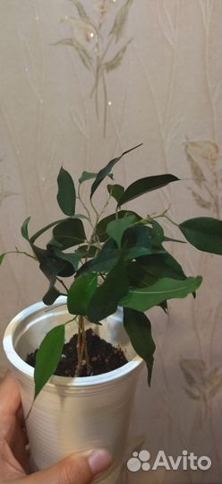 Фикус бенджамина