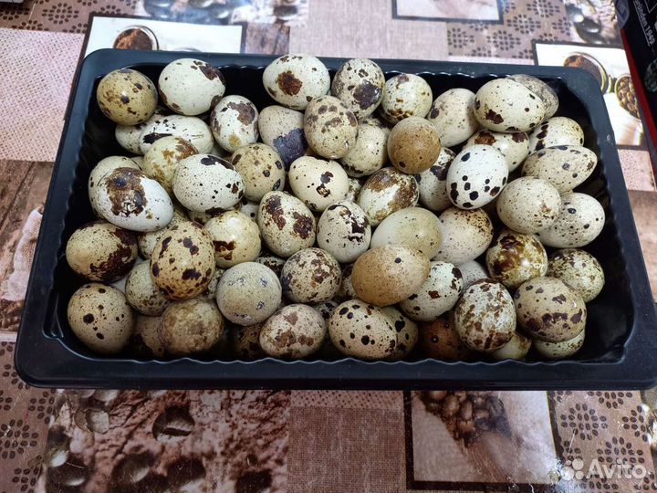 Яйца перепелиные домашние