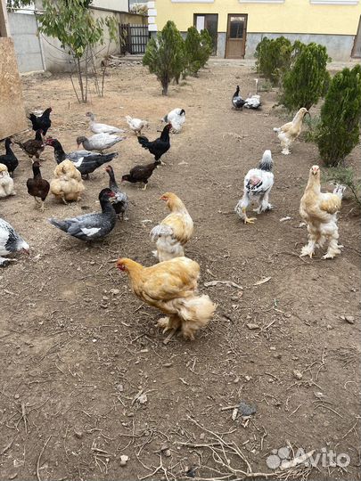 Распродаю браму, кохинхина