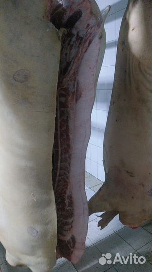 Сало свинина жирные поросята