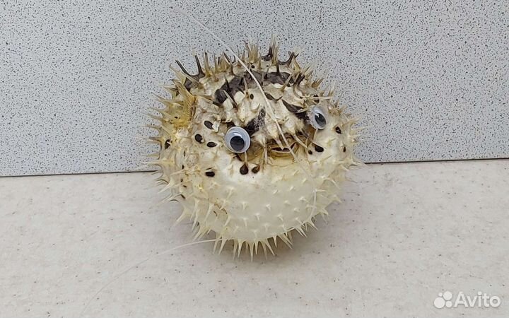 Рыба Еж 7,8 морской сувенир подарок