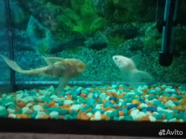Аквариум