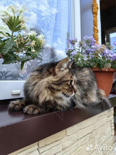 Кот Кузя ищем дом