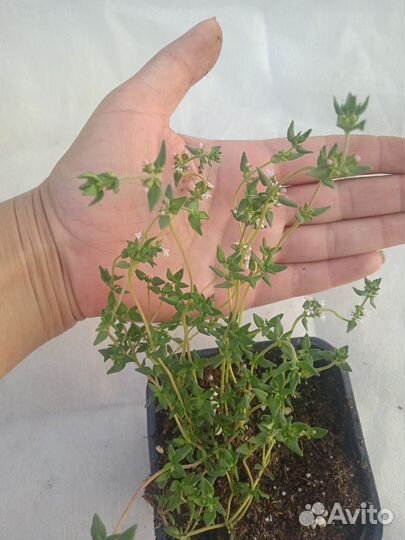 Тимьян Фастини