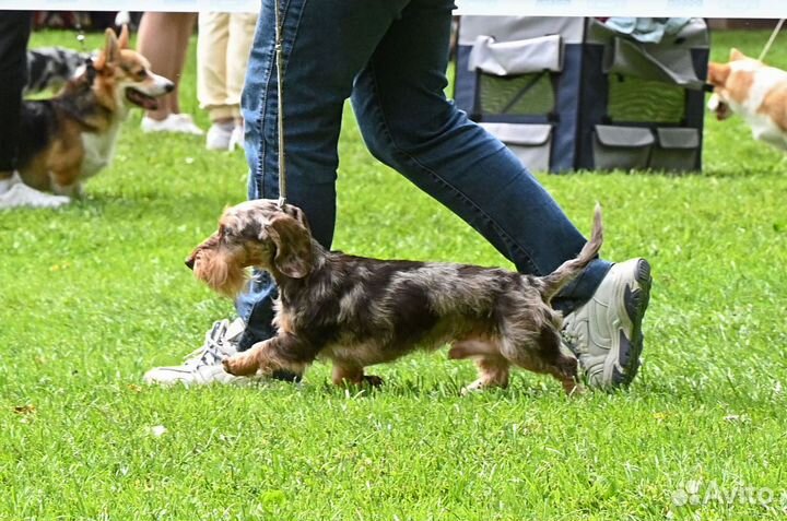 Такса жесткошерстная кроличья. вязка