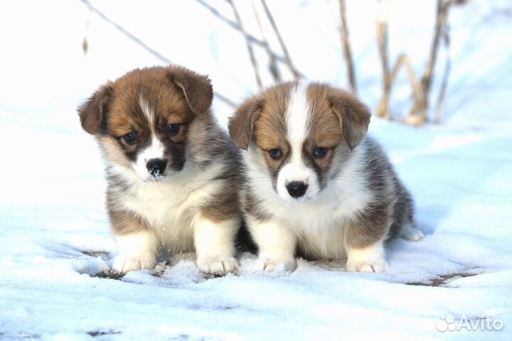 Вельш корги пемброк