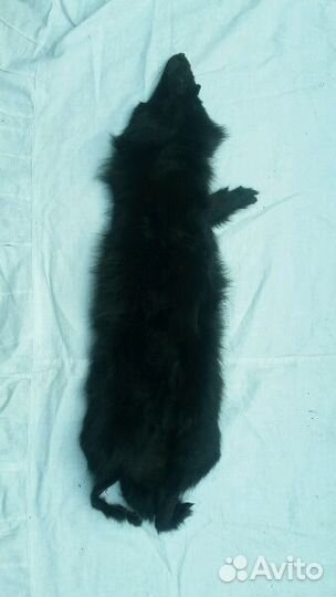 Цельные шкуры лисы