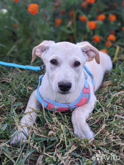 Щенки бесплатно