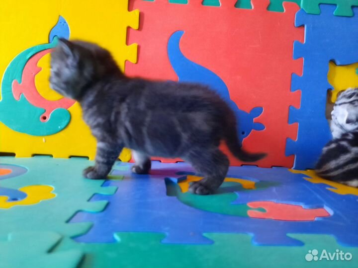 Классные плюшевые малыши