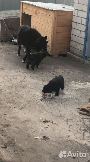 Щенки лайки