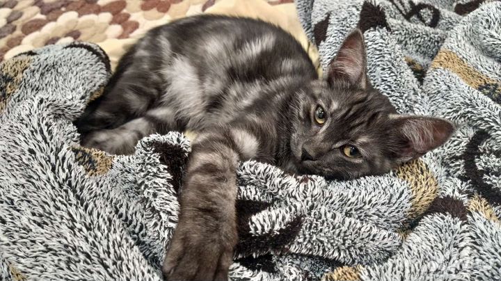 Котёнок мальчик