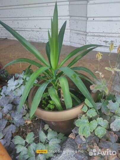 Комнатные растения